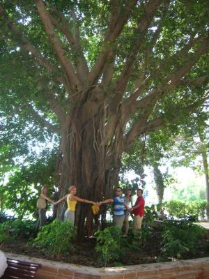 4: One of the teams hugging a tree in the 'Paseo de Canalejas'