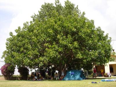 12: Some of us slept under the big tree