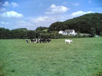 19: Cows...