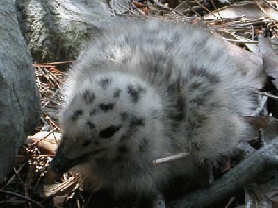 177: Baby seagul