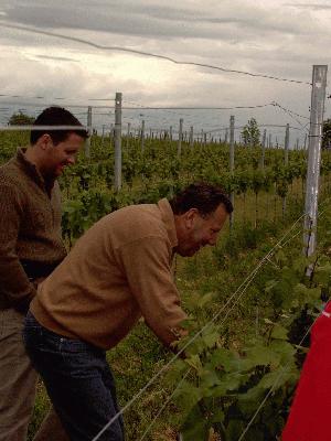 1: Picking on the poor wine plants... 
it makes the harvest better and the quality of the wine rises.